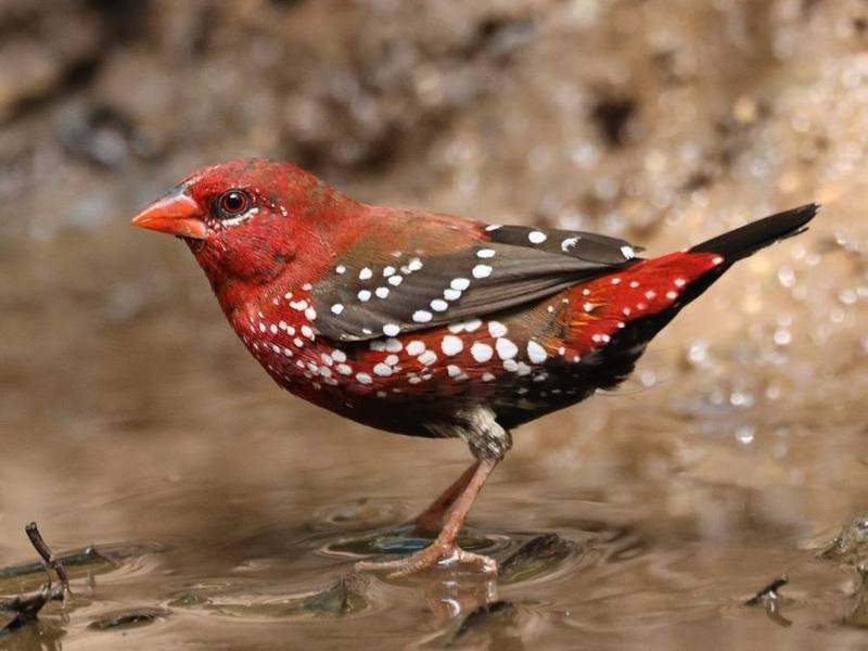 Red Avadavat