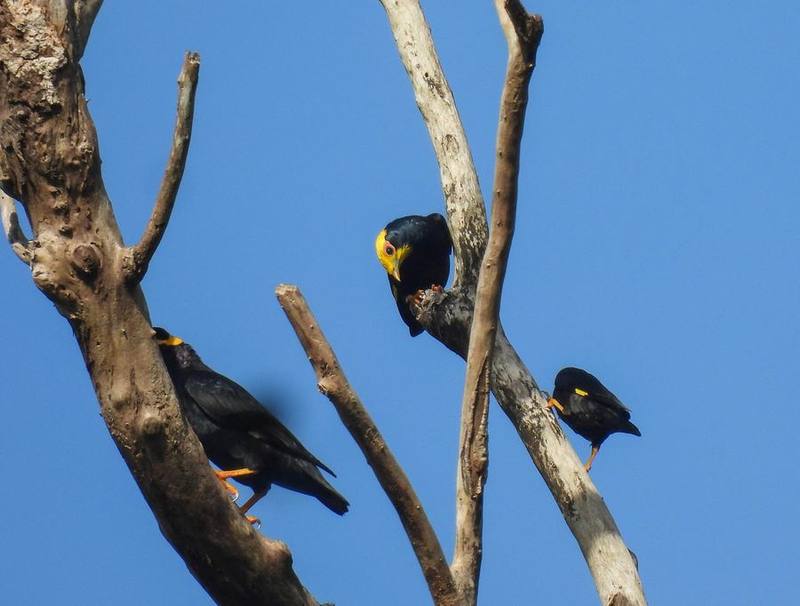 Golden-crested Myna