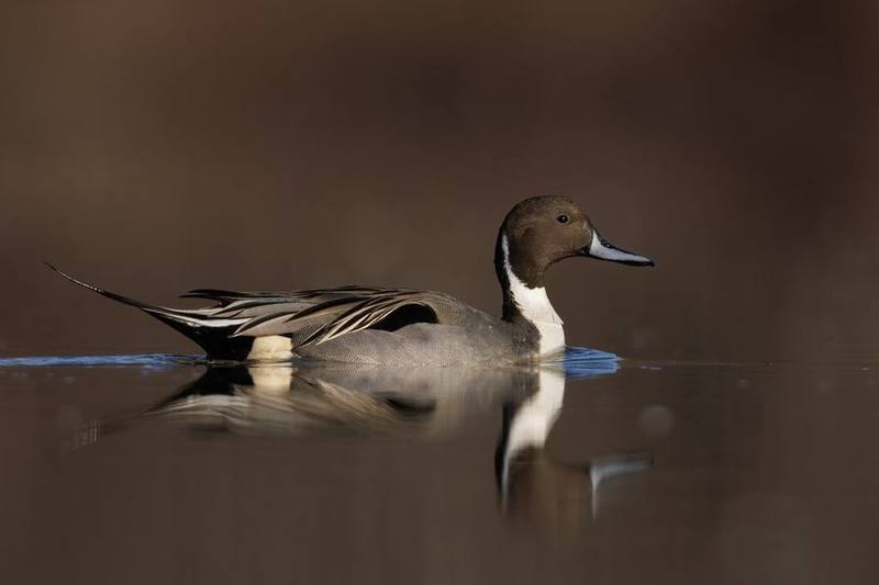 Northern Pintail