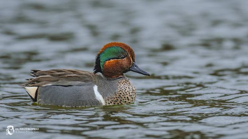 Eurasian Teal