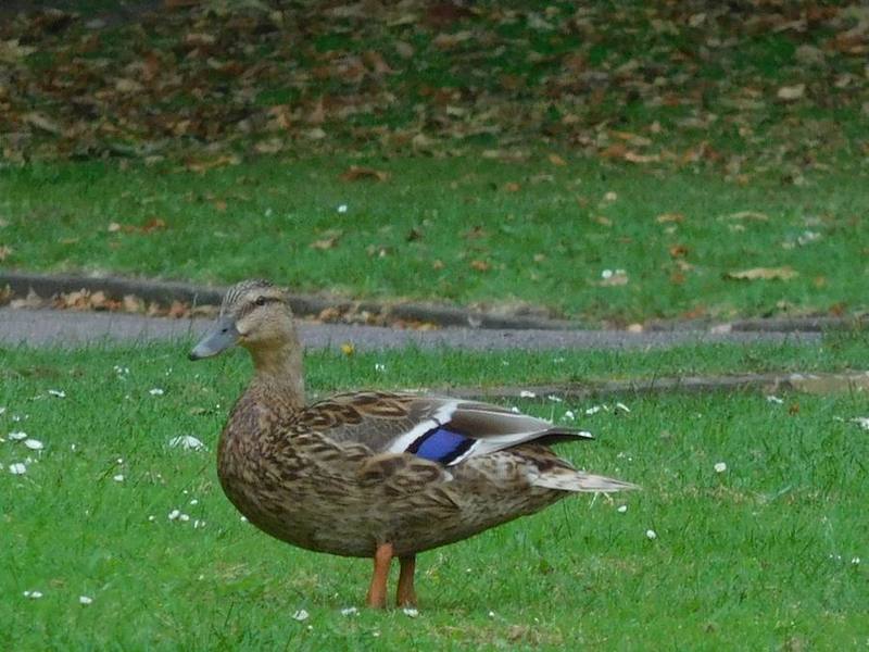 Mallard