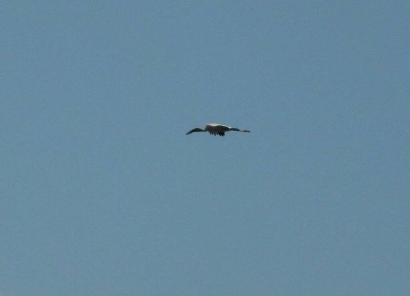 Asian Openbill