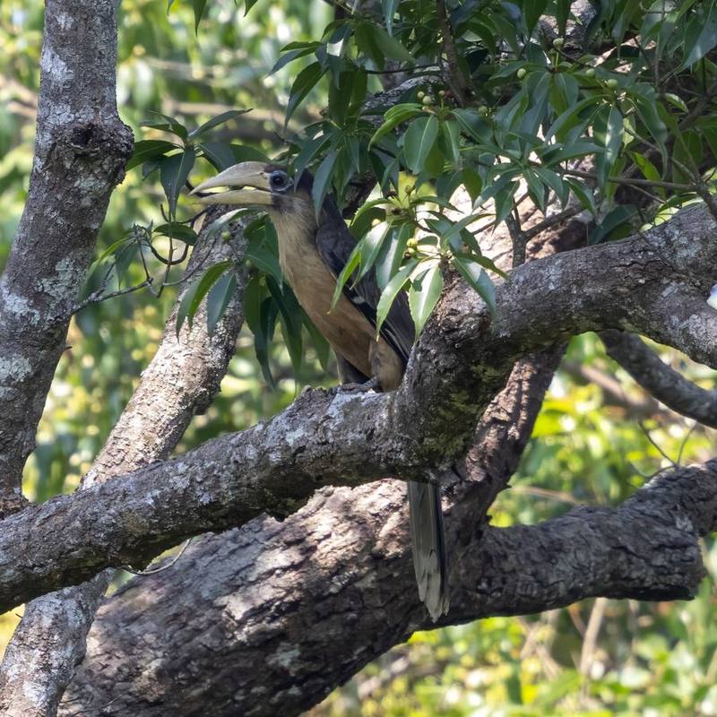 Austen's Brown Hornbill