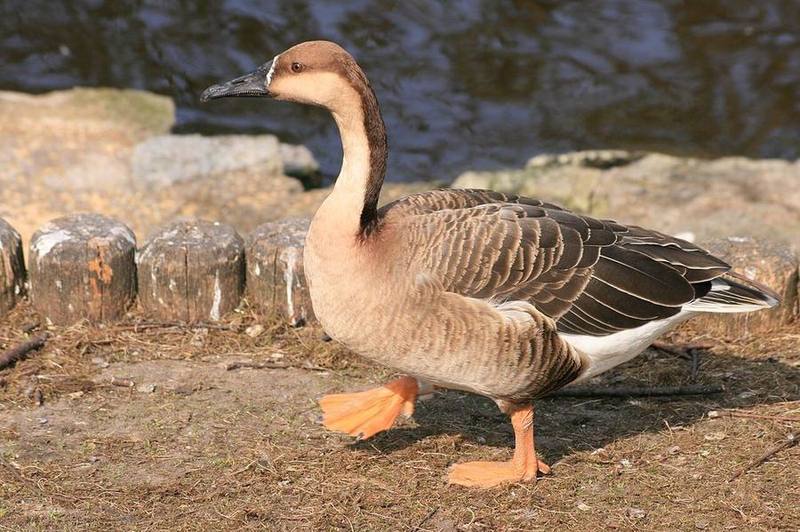 Swan Goose