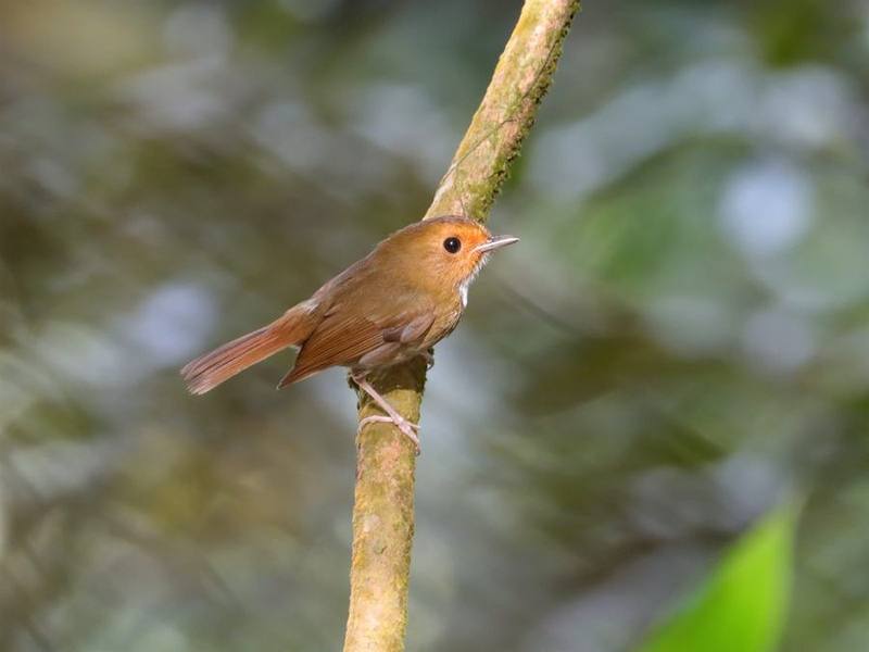 Rufous-browed Flycatcher
