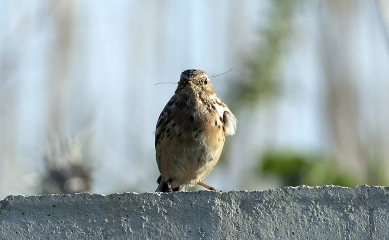 Red-throated Pipit