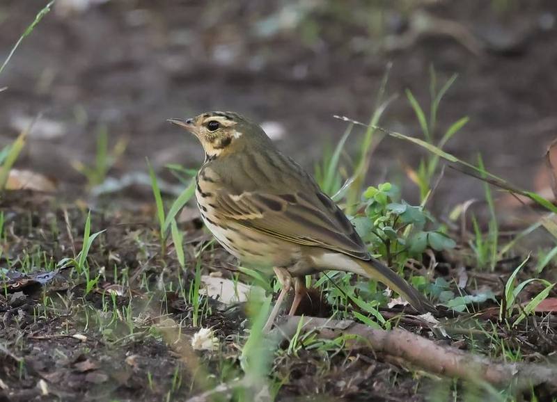 Olive-backed Pipit