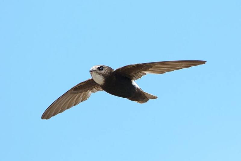 Little Swift