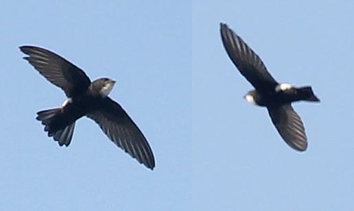 House Swift