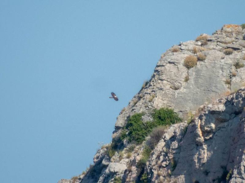 Bonelli's Eagle