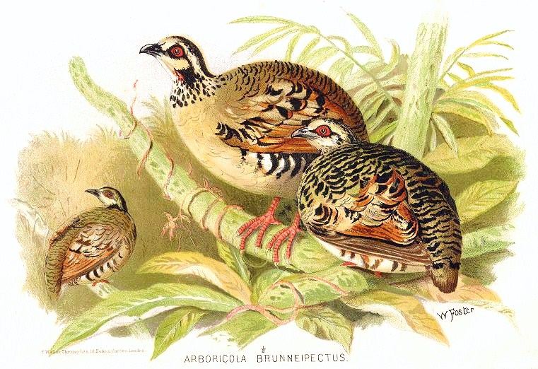 Bar-backed Partridge