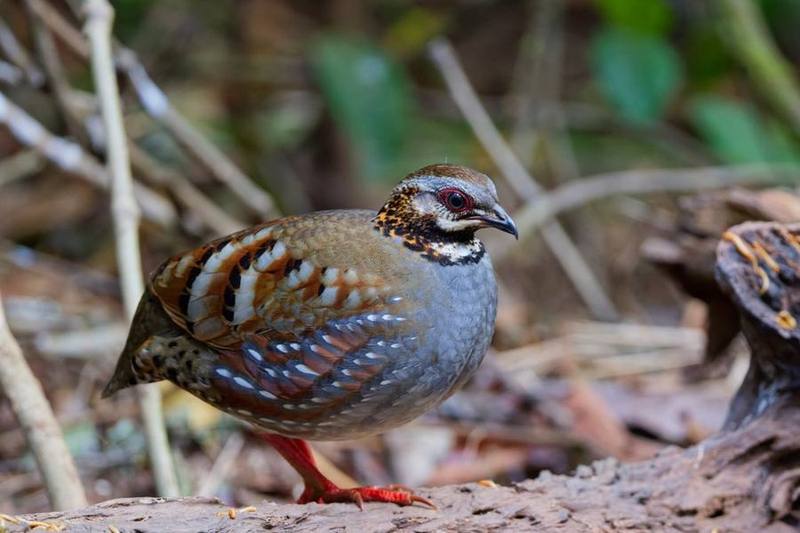 Rufous-throated Partridge