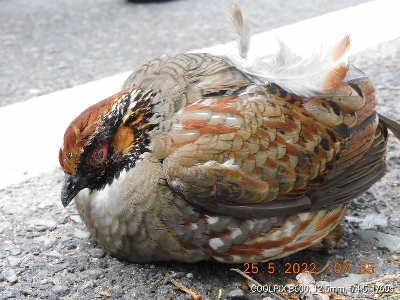 Hill Partridge