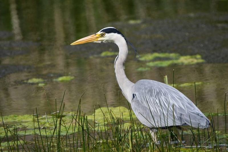 Grey Heron