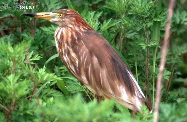 Chinese Pond Heron