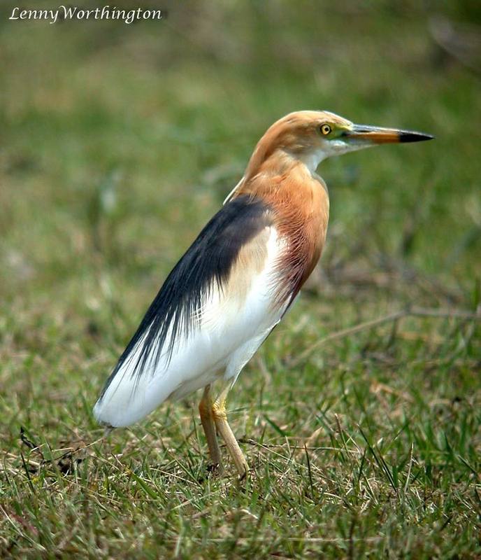 Javan Pond Heron