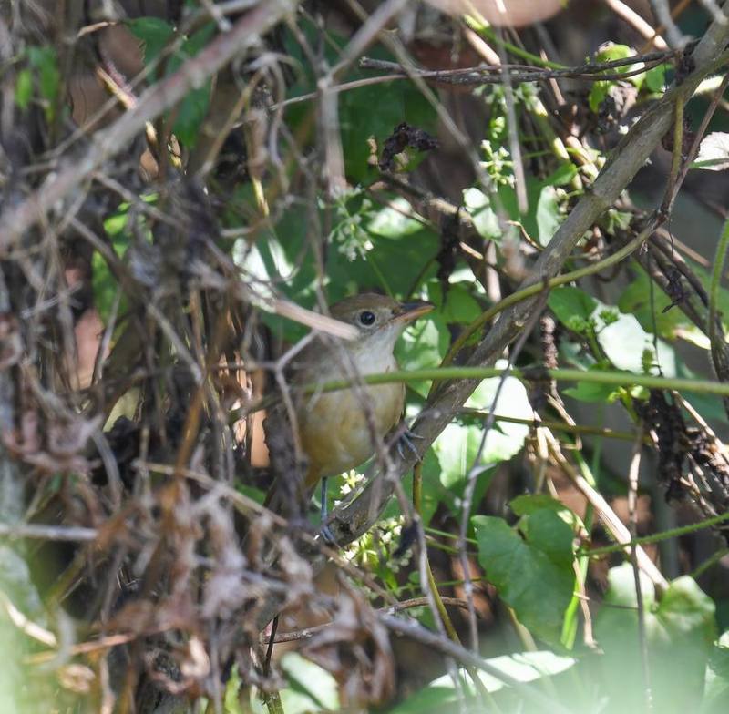 Thick-billed Warbler