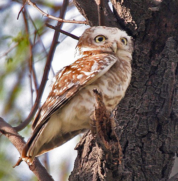 Spotted Owlet