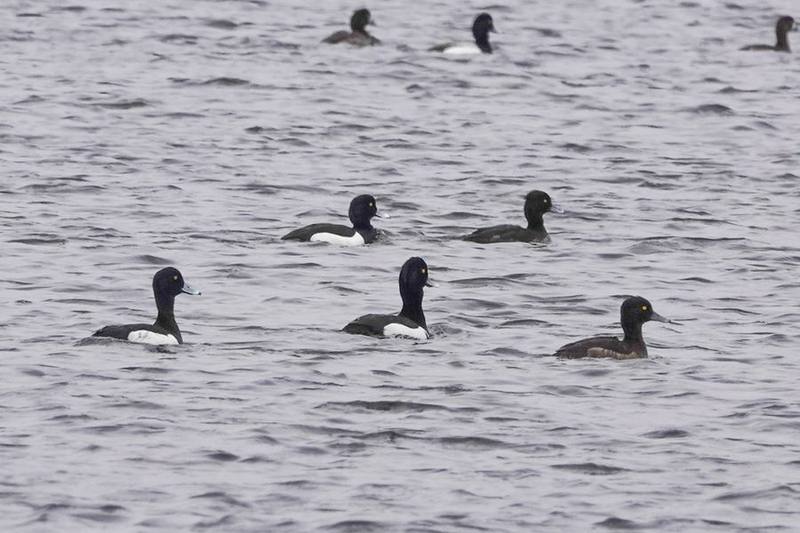 Tufted Duck
