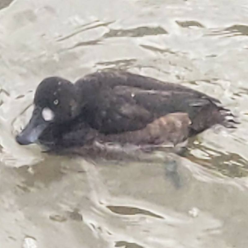 Greater Scaup