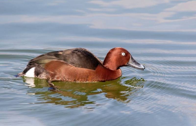 Ferruginous Duck