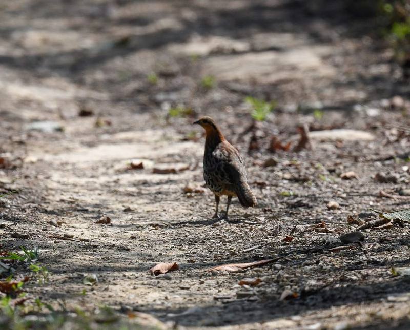 Mountain Bamboo Partridge