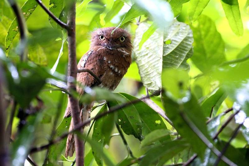 Blyth's Frogmouth