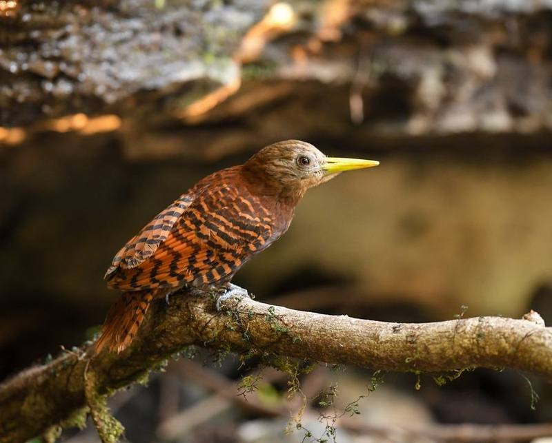 Bay Woodpecker
