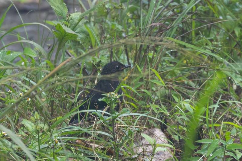 Himalayan Shortwing