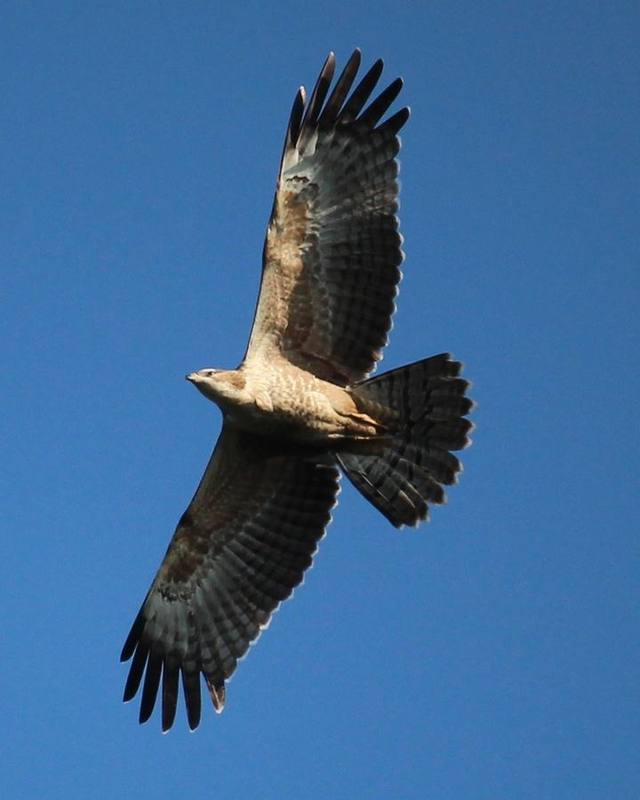 Grey-faced Buzzard
