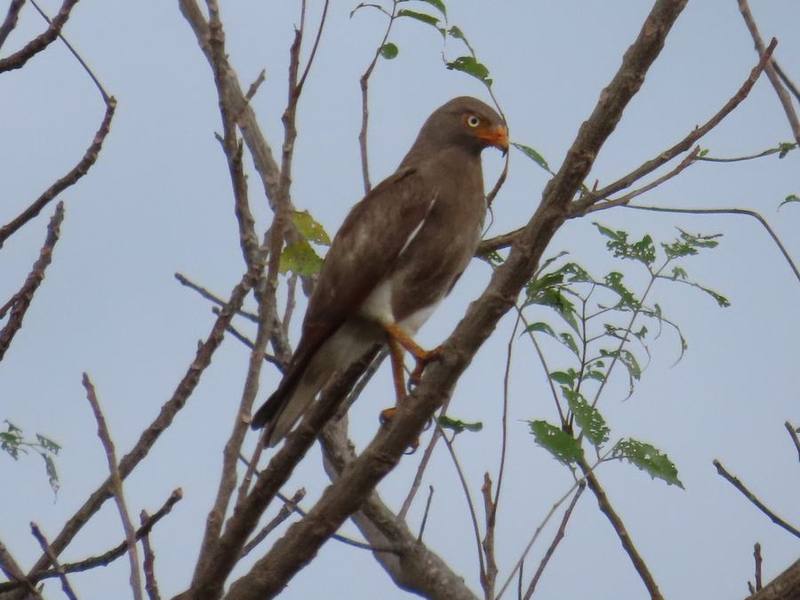 Rufous-winged Buzzard