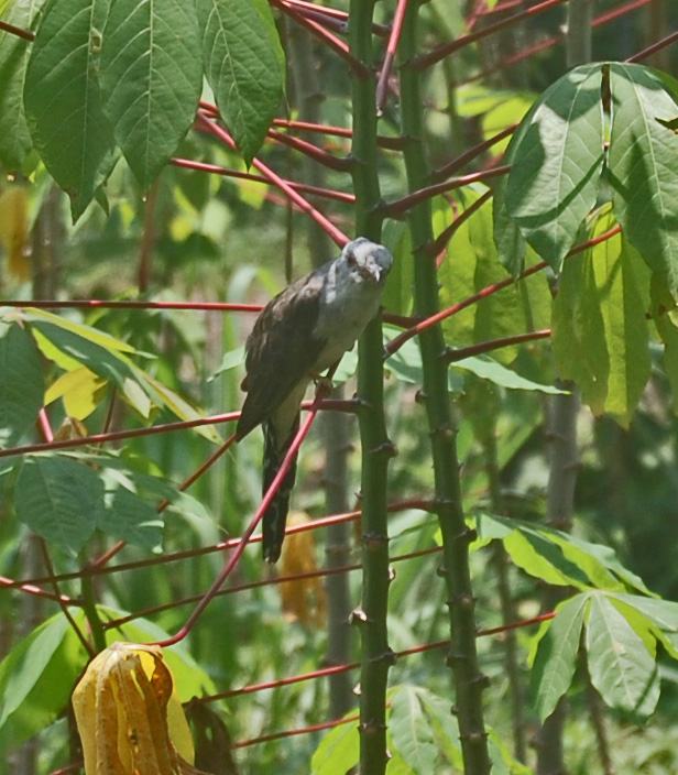 Plaintive Cuckoo