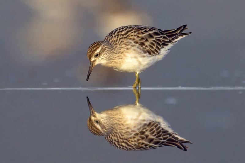 Sharp-tailed Sandpiper