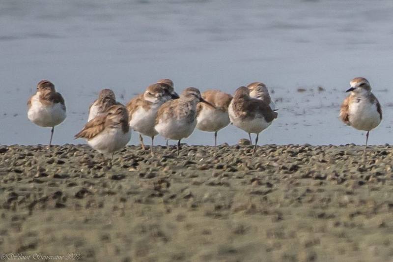 Dunlin