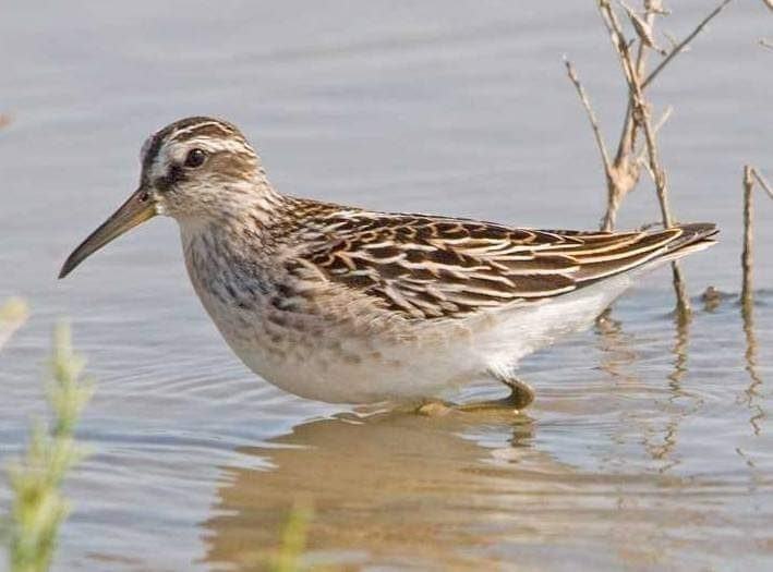 Broad-billed Sandpiper