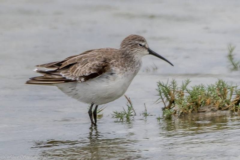 Curlew Sandpiper
