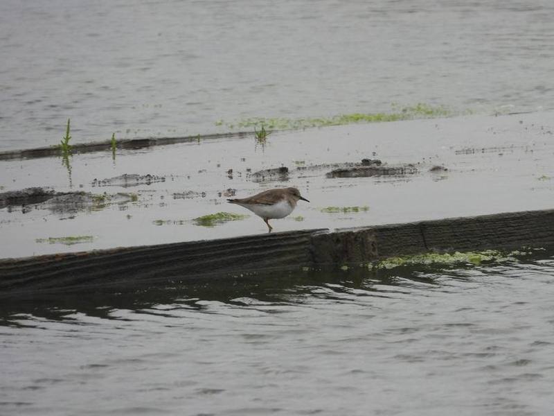 Temminck's Stint