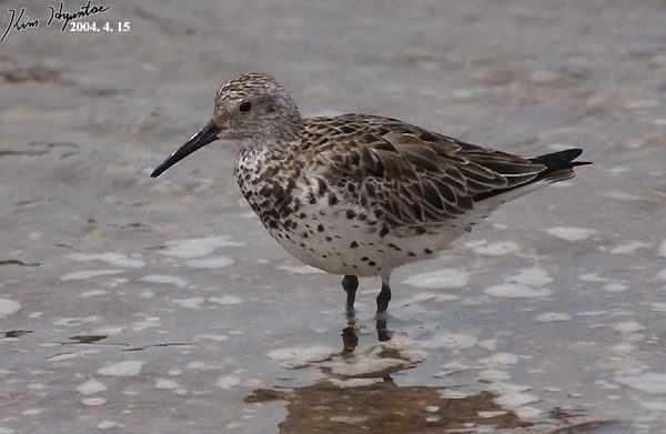 Great Knot