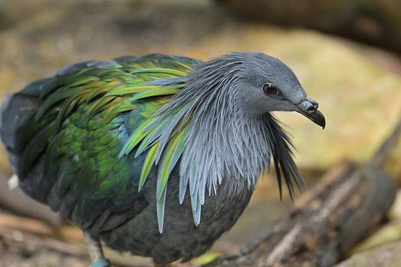 Nicobar Pigeon