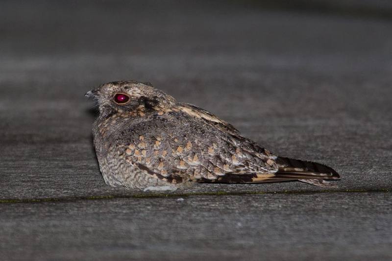 Savanna Nightjar