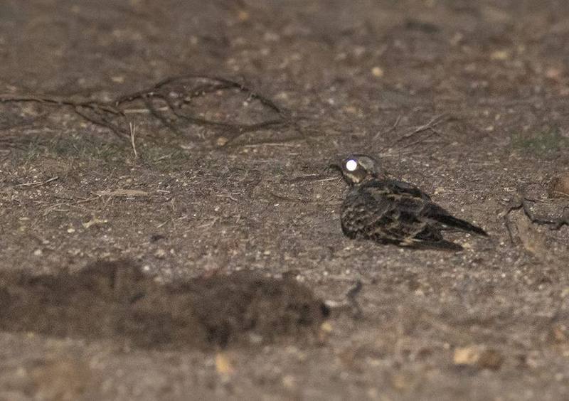 Indian Nightjar
