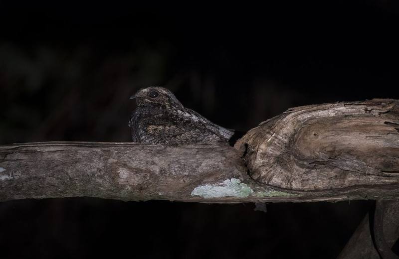 Large-tailed Nightjar