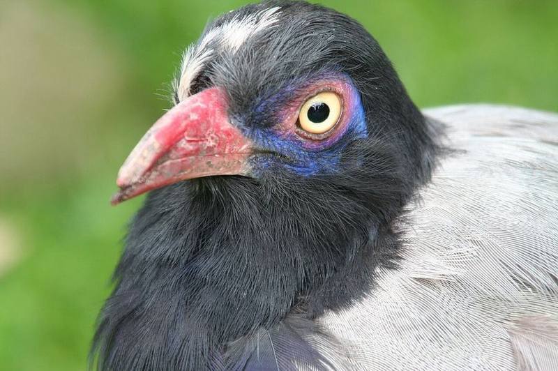 Coral-billed Ground Cuckoo