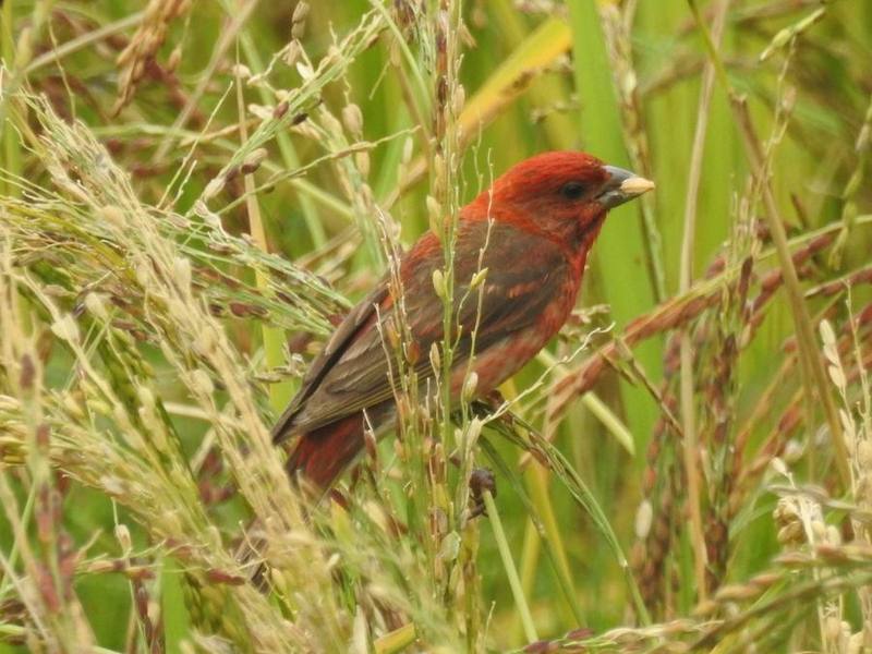 Common Rosefinch