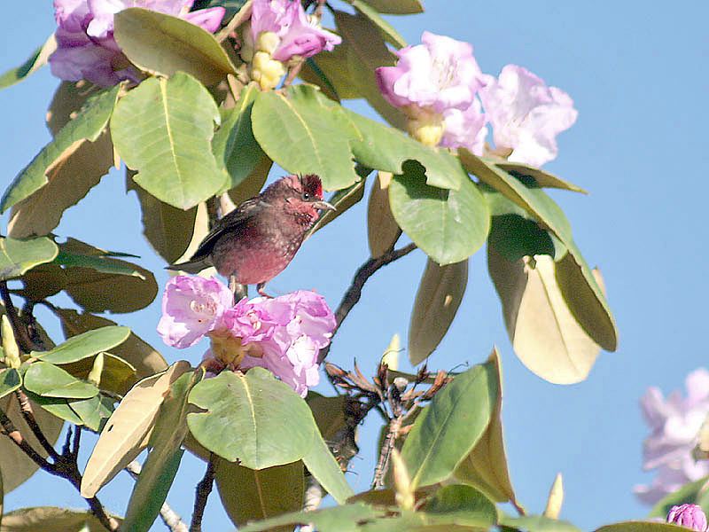 Dark-breasted Rosefinch