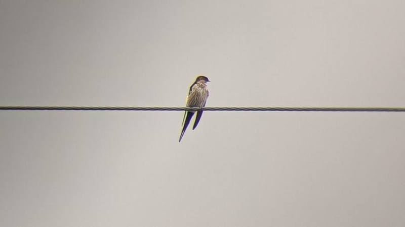 Eastern Red-rumped Swallow