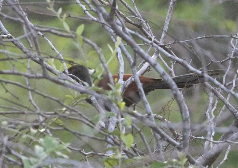 Greater Coucal