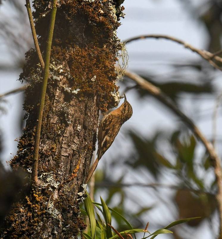 Hume's Treecreeper