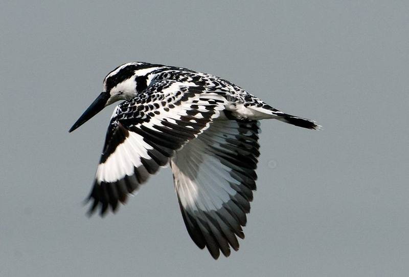 Pied Kingfisher
