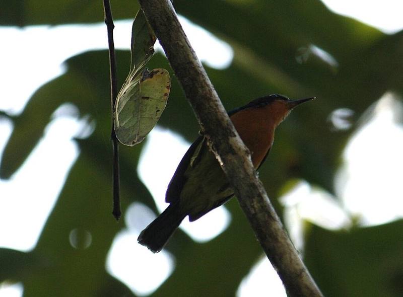 Ruby-cheeked Sunbird
